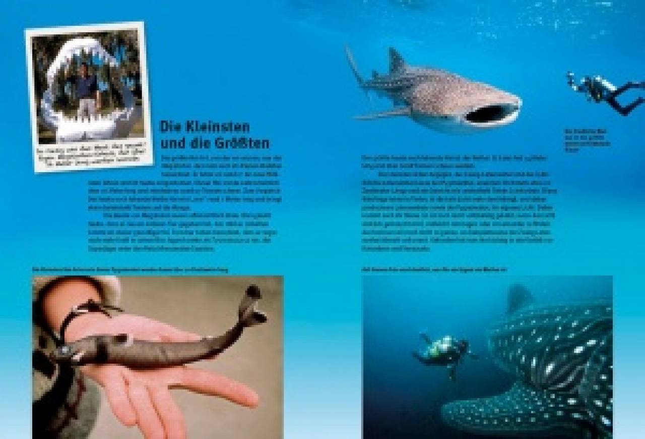 Entdecke die Haie